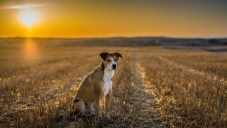 Dog sitting field sunset camera - the dog free wallpaper for desktop