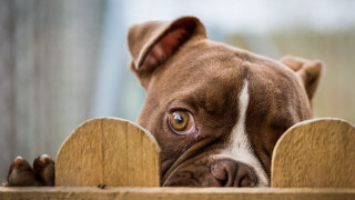 Dog over fence brown white - dog free wallpaper