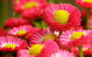 Pink flowers yellow centers red - elizabeth durack free wallpaper
