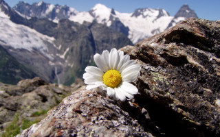 Lone flower rock mountains snow - the top of the mountains free wallpaper