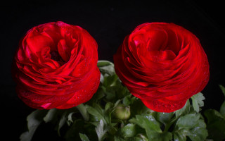 Red roses water droplets vase - green leaf and water droplets free wallpaper