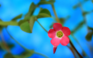 Red flower green center blue - dave kendall free wallpaper