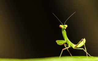 Green insect leaf black background - free animals wallpaper