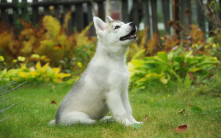 White dog green field fence - a lush green field of grass free wallpaper for desktop