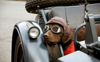 Dog hat goggles car sidecar - free motorcycles wallpaper for desktop