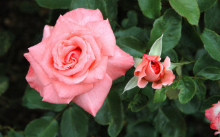 Pink rose garden digital watercolor - a pink flower in the foreground free wallpaper
