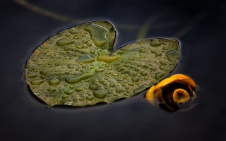 Leaf water drops yellow flower - photorealistic imagery free wallpaper