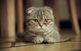 Small kitten sad eye focus - a portrait free wallpaper for desktop