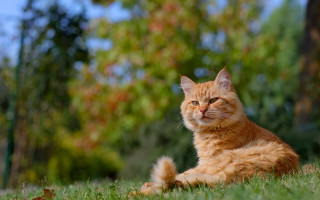 Sad cat in grass bokeh - sad free wallpaper