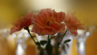 Vase flowers shallowbokeh blurry background - flower free wallpaper for desktop