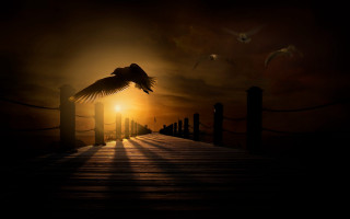 Bird pier sunset flying birds - bird free wallpaper for desktop