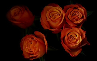 Orange roses black background art - a group free wallpaper for desktop