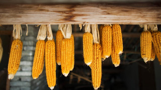 Corn hanging wooden beam brick - fine texture free wallpaper for desktop