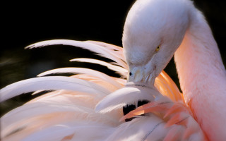 Pink white bird macro animal - head and neck free wallpaper