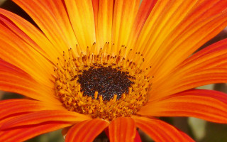 Bright orange flower macro photography - a black center free wallpaper for desktop
