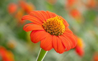 Bright orange flower yellow center 2 - summer vibrancy free wallpaper