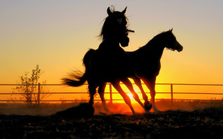 Horses running sunset silhouette orange - the sunset free wallpaper