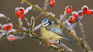 Blue bird berries frosted christmas - charles bird king free wallpaper for desktop
