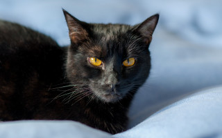 Black cat yellow eyes felix - felix octavius carr darley free wallpaper