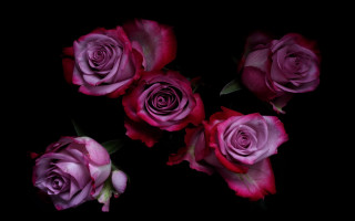 Pink roses black background bouquet - pink rose free wallpaper for desktop