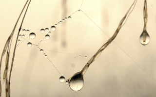 Water drops spider web macro - alton tobey free wallpaper