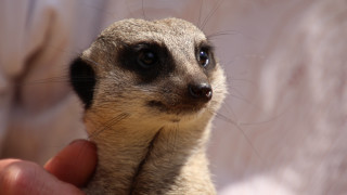 Small animal serious look hand - a persons hand free wallpaper