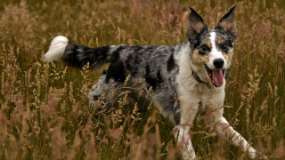 Dog running tallgrass openmouth nature - his tongue free wallpaper