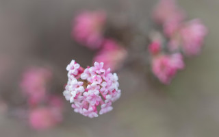 Pink flower white petals macro - white petal free wallpaper