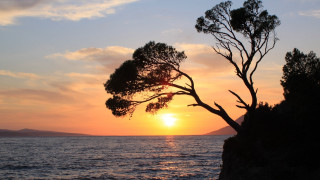 Tree cliff ocean sunset boat - a boat in the distance free wallpaper