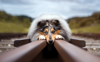 Dog leaning on rail art - a train station free wallpaper