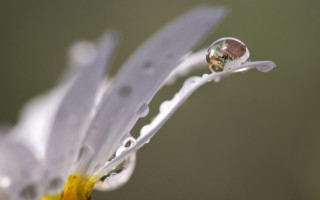 Flower water droplets macro blurry 8 - a few other thing free wallpaper