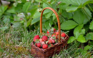 Strawberry basket grass flower bug - a basket of strawberries free wallpaper