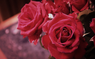 Red roses vase water droplets - the petal free wallpaper for desktop
