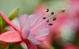 Pink flower green stem macro 2 - a green stem free wallpaper