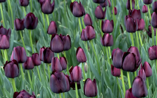 Purple tulips field single flower - rich deep color free wallpaper