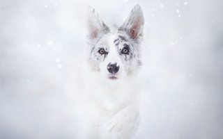 Dog snow flakes white coat - a white coat free wallpaper