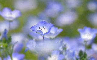 Blue flower white center bokeh - a white center free wallpaper