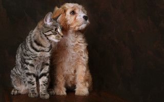 Cat dog serious art photography - a table together free wallpaper for desktop