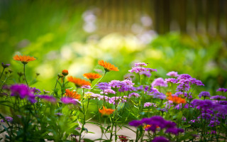 Purple orange flower garden forest - a garden free wallpaper
