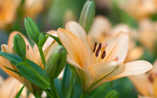 Yellow flower closeup green leaves - the background and a blurry background of the flower free wallpaper