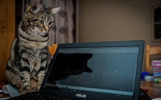 Cat desk laptop blurry background - affinity photo free wallpaper