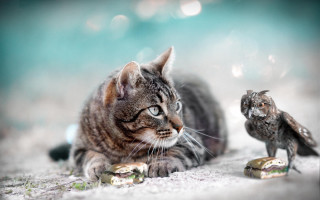 Cat bird statue snow stilllife - a blurry background of the image free wallpaper