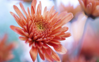 Flower closeup blurry background macro 11 - a close up of a flower free wallpaper for desktop