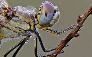 Fly twig water droplets macro - macro photography free wallpaper