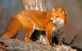 Red fox on branch in - animal free wallpaper for desktop