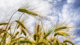 Wheat field sky clouds festival - a field of wheat free wallpaper