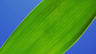 Green leaf blue sky minimalism - a plant free wallpaper for desktop