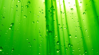 Green curtain water drops macro - art green free wallpaper for desktop
