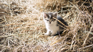 Kitten hay straw sad camera - free animals wallpaper