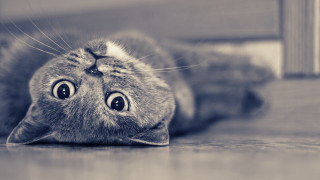 Cat surprised laying on floor - its head on free wallpaper